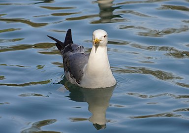 File:Larus michahellis in Locarno 6.jpg