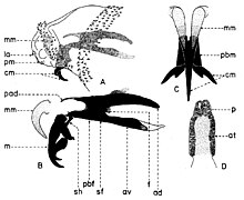 Fig. 4. Larve de stade I de Wohlfahrtia magnifica (Schiner).