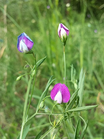 Lathyrus hirsutus