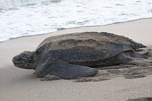 A leatherback sea turtle leaving a beach, possibly after laying eggs.