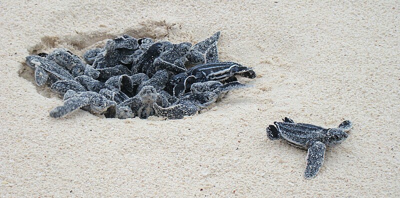 File:Leatherback Turtle eggs hatching at Eagle Beach, Aruba (cropped).jpg