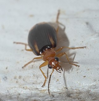 <i>Lebia solea</i> Species of beetle