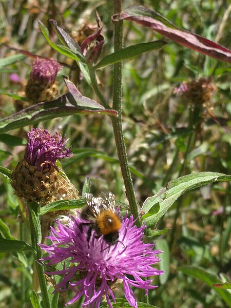 File:Leeuwenhorstbos - Hymenoptera on Asteraceae.jpg