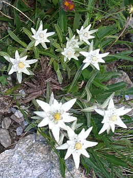 Alpinė liūtpėdė (Leontopodium alpinum)