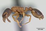 Leptothorax muscorum casent0173190 профиль 1.jpg