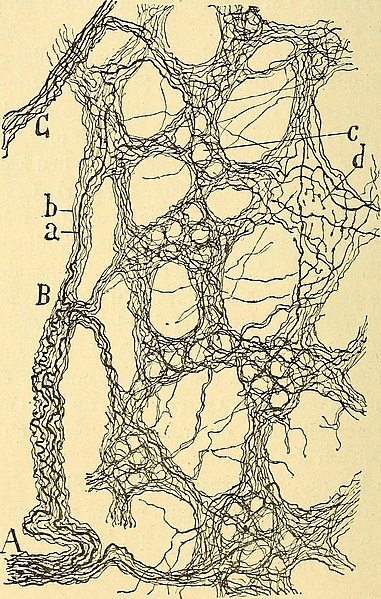 File:Les nouvelles idées sur la structure du système nerveux - chez l'homme et chez les vertébrés (1894) (14780531334).jpg