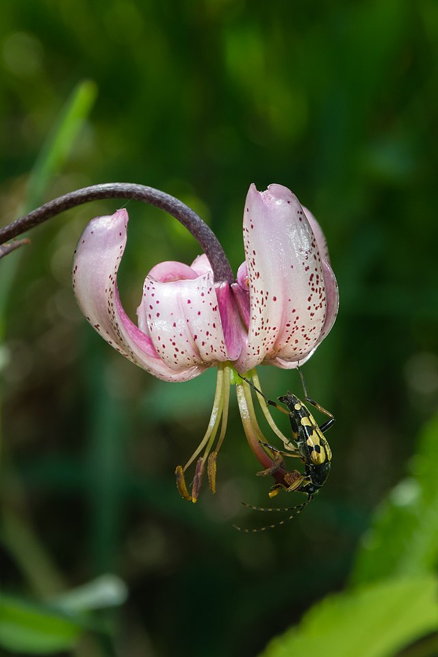 Жук-усач Leptura maculata на цветке лилии кудреватой (Lílium mártagon)