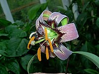 Lilium primulinum