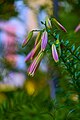 Lily (Lilium), var.(?).