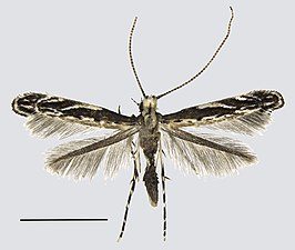 Liocrobyla desmodiella