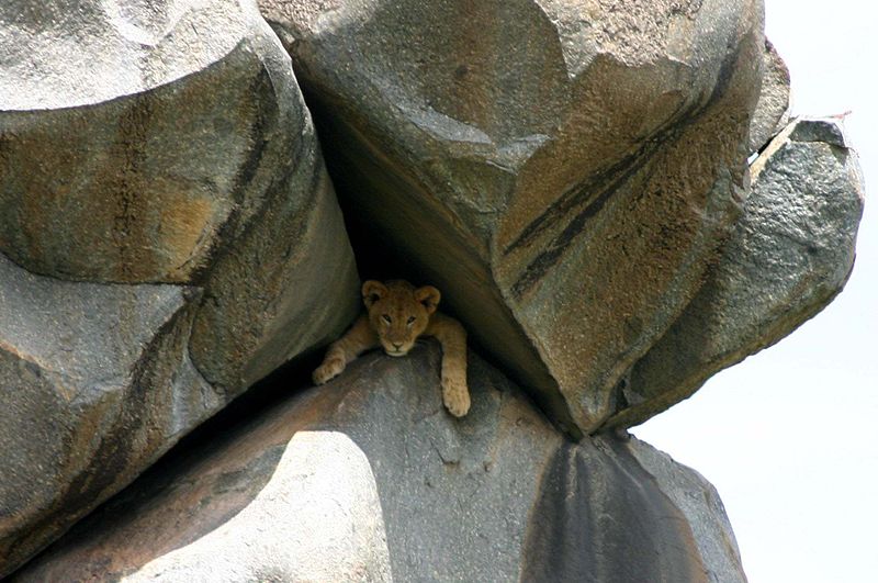 File:Lion cub in rock cleft.JPG