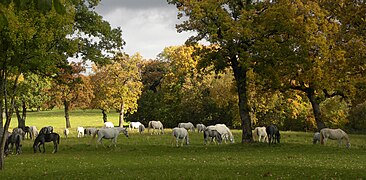 Horses in the plains of Andrijevica, near the River Čik.