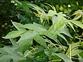 Liquidambar styraciflua