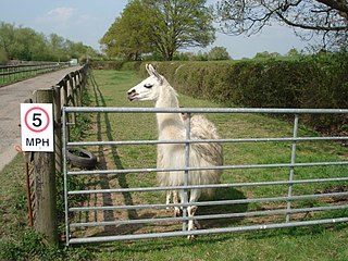 Berserk llama syndrome