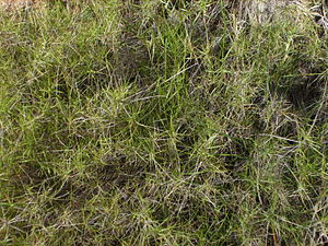 Ästige Zwenke (Brachypodium retusum)