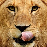 Close-Up of young male lion licking