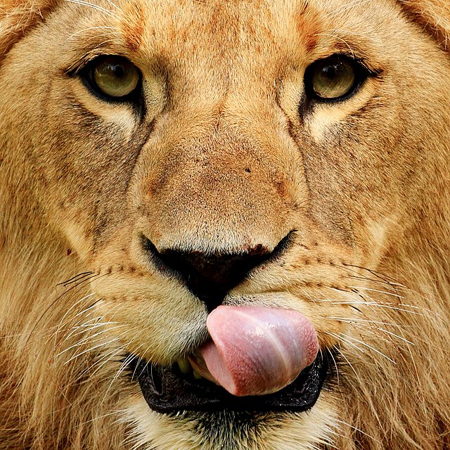 Lion mâle (Panthera leo).\n (définition réelle 1 969 × 1 969)