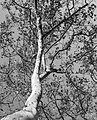 Image 851London plane tree (Platanus × hispanica) seen from below, Jardim Marquês de Marialva, Lisbon, Portugal