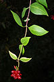 Hojas y frutos de adreselva de los bosques (Lonicera periclymenum)