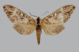 Lophostethus negus