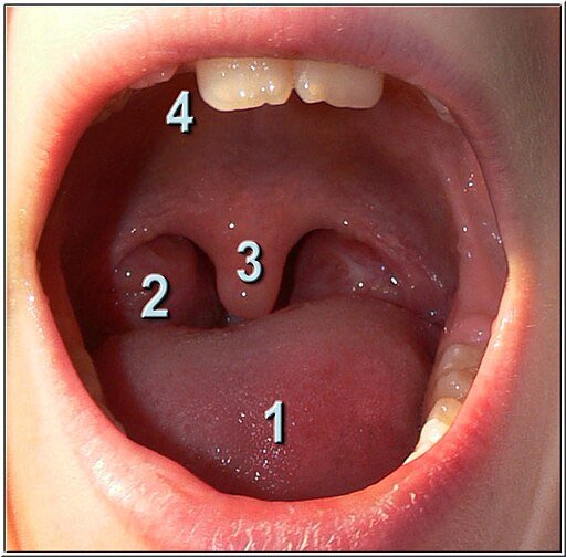 LuettePalatineUvula