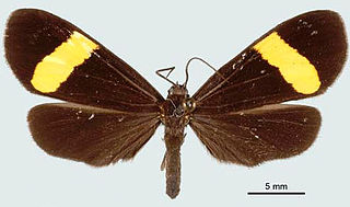 <i>Lyces ena</i> Species of moth
