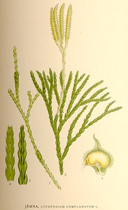 Skogjamne (D. complanatum)
