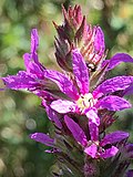 Lythrum salicaria, purple loosestrife, Bardney Limewoods, Southrey Wood, 2018.jpg