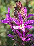 Lythrum salicaria in Southrey Wood in 2018