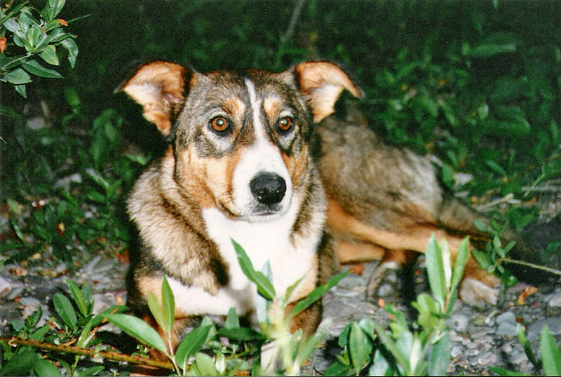 File:MT dog Pete.jpg