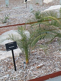 <i>Macrozamia dyeri</i> Species of cycad