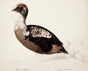 Common Eider ; unfinished