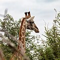 * Nomination Giraffe, Makalali Game Reserve (Greater Makalali Private Game Reserve), Maruleng, Limpopo, South Africa --XRay 03:05, 12 April 2024 (UTC) * Promotion  Support Good quality. --Rjcastillo 03:16, 12 April 2024 (UTC)