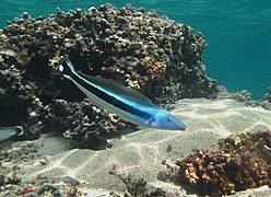 Un malacanthe bleu (Malacanthus latovittatus)