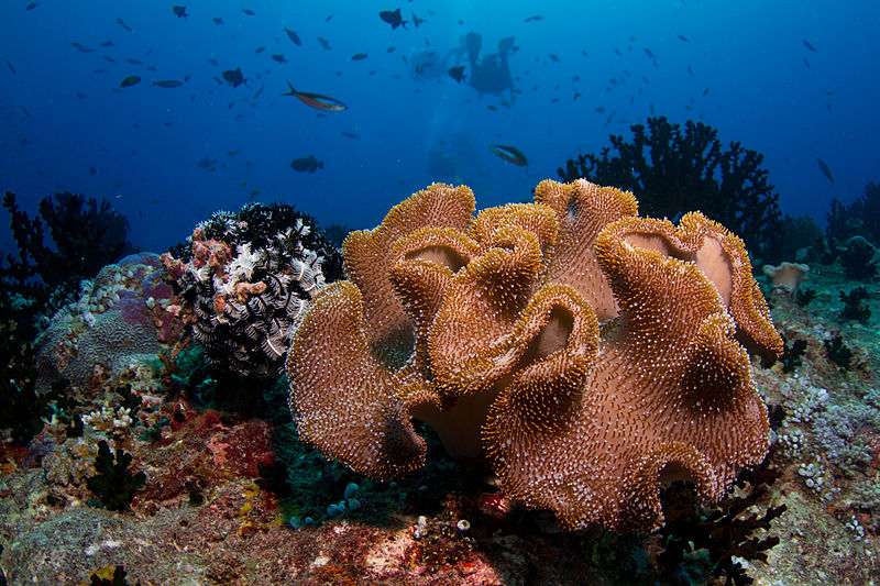 File:Maldives soft coral.jpg