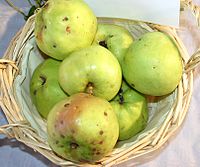 Malus-Quince-shaped-Gulderling.jpg