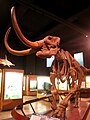 Mammut americanum Mostra Museo di Storia Naturale 01.JPG