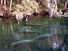 Manatíes en Blue Spring.jpg