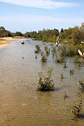 Mangrovebossen van Madagaskar