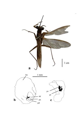 <i>Mantoida brunneriana</i> Species of praying mantis