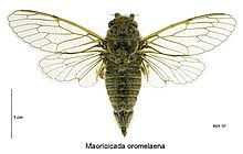 Maoricicada oromelaena female.jpg