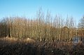 * Nomination Wetland on the Merovingian archaeological site of Haut Touquet, Chemin de Wervick, in Marquette-lez-Lille, France --Velvet 09:33, 1 February 2023 (UTC) * Promotion  Support good quality --Matutinho 13:01, 1 February 2023 (UTC)