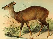Drawing of brown cervid