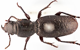 <i>Mecodema longicolle</i> Species of beetle