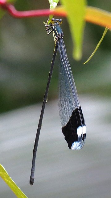 Pseudostigmatidae