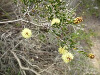 Melaleuca thymoides