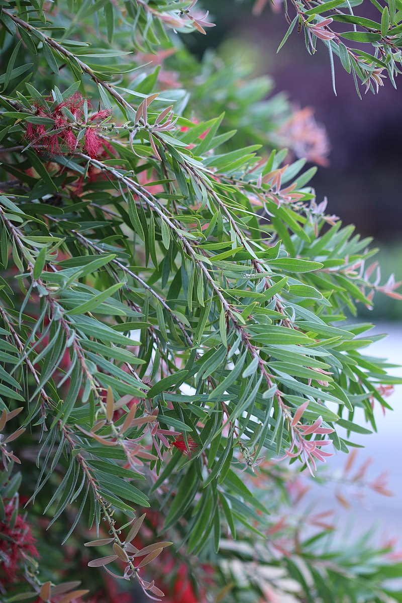 Melaleuca viminalis - Wikipedia