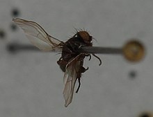 Melanagromyza arnicarum