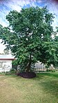 Melia azedarach (White Cedar) tree in Australian backyard