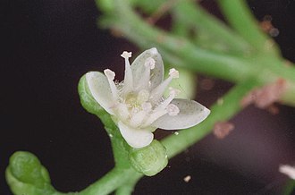 Flower detail Melicope broadbentiana flower.jpg